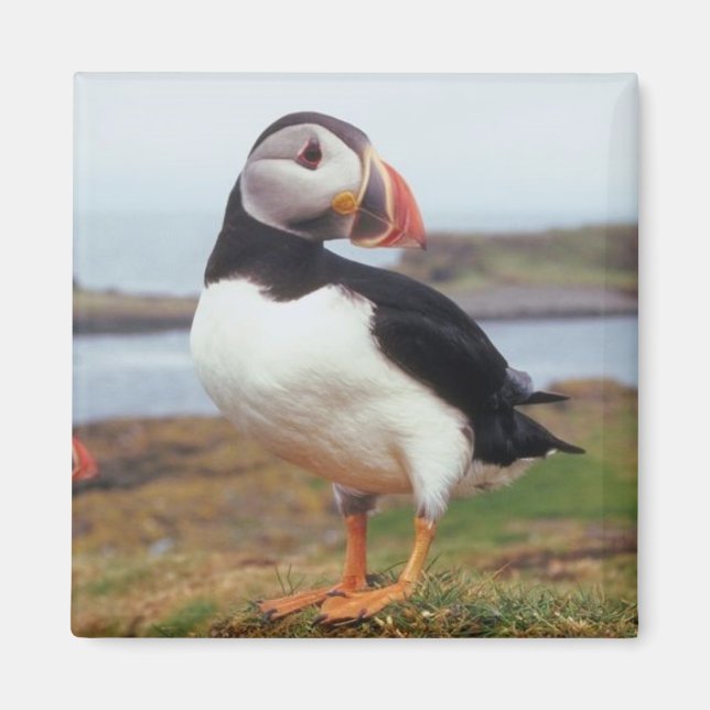 Puffin Perched Magnet (Framsidan)