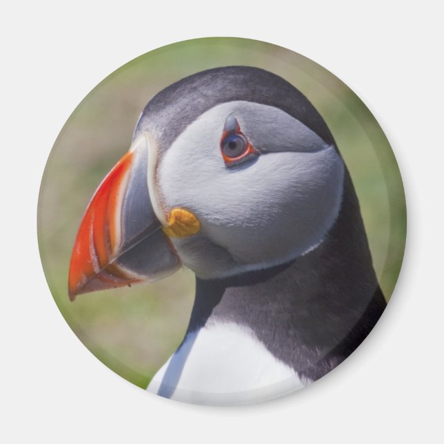 Puffin Porträtt Magnet (Framsidan)