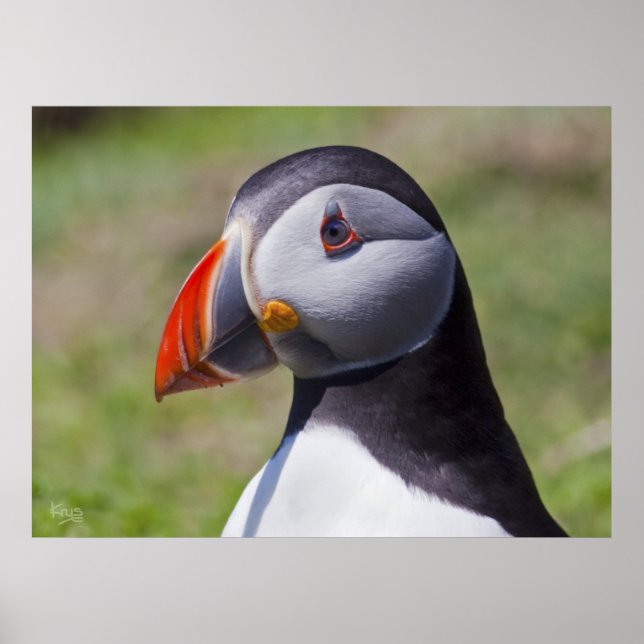 Puffin Porträtt Skriv ut Poster (Framsidan)
