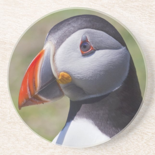 Puffin Porträtt Underlägg Sandsten (Framsidan)