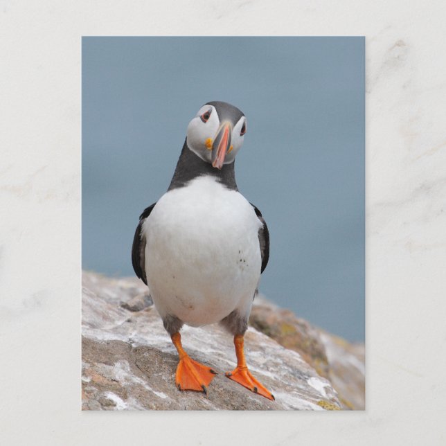 Puffin Pose Vykort (Framsida)
