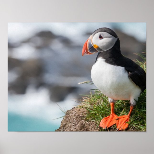 Puffin Poster (Framsidan)