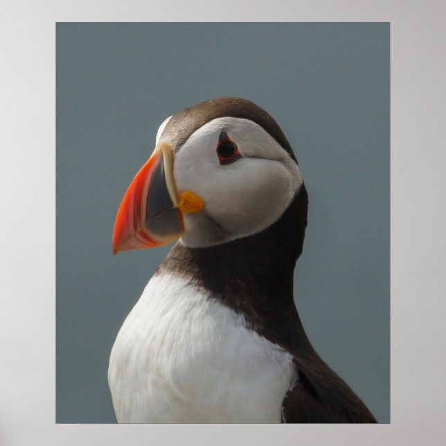 Puffin Poster (Framsidan)