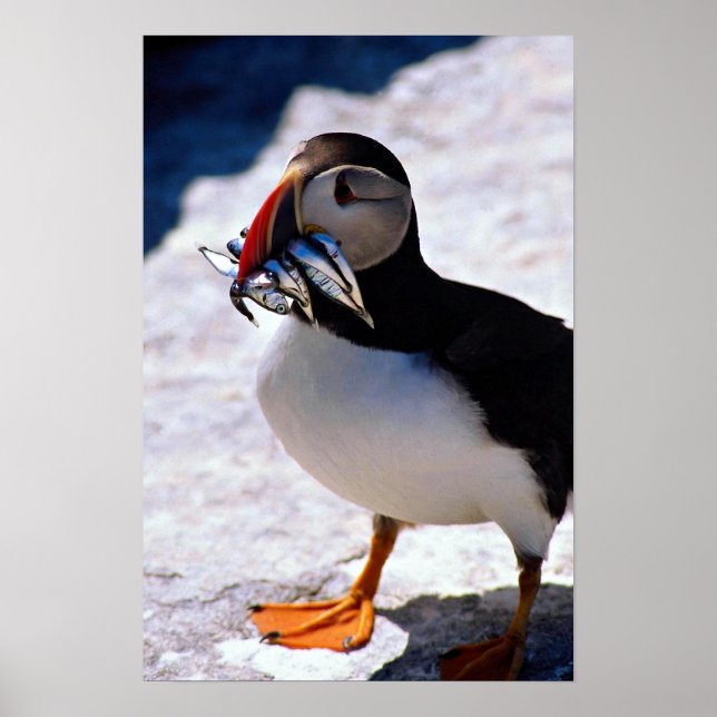 Puffin Poster (Framsidan)