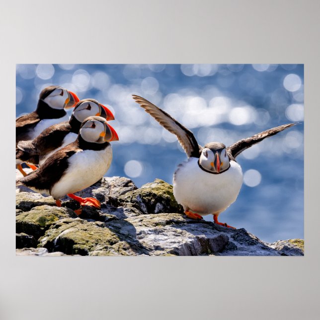 Puffin poster (Framsidan)