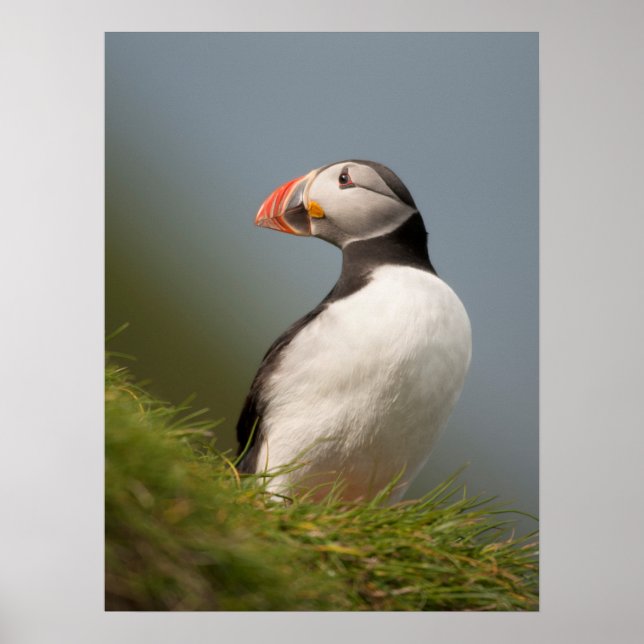 Puffin poster (Framsidan)
