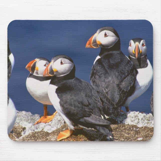 Puffin-tastic Musmatta (Framsidan)