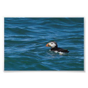 Puffin till havs fototryck
