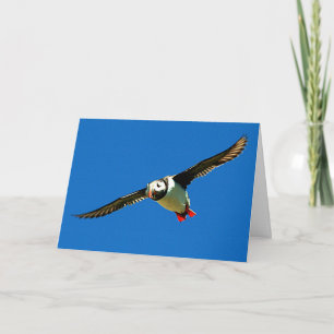 Puffin under flygning kort