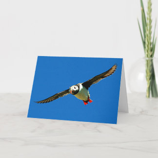Puffin under flygning kort