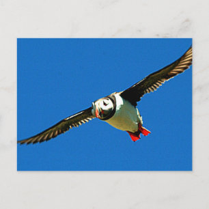 Puffin under flygning vykort
