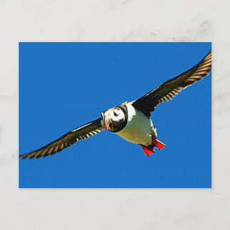 Puffin under flygning vykort