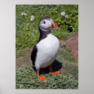 Puffin-utskrift Poster