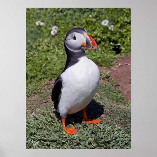 Puffin-utskrift Poster (Framsidan)
