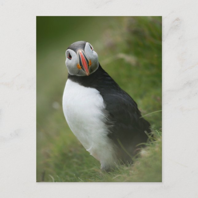 Puffin vycard vykort (Framsida)