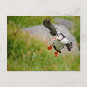 Puffin vycard vykort