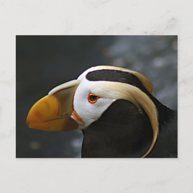 Puffin Vykort (Framsida)