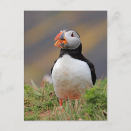 Puffin Vykort