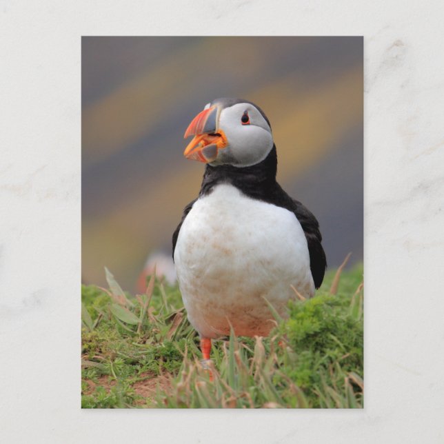 Puffin Vykort (Framsida)