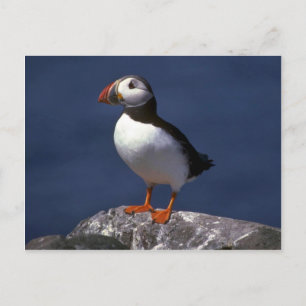Puffin Vykort