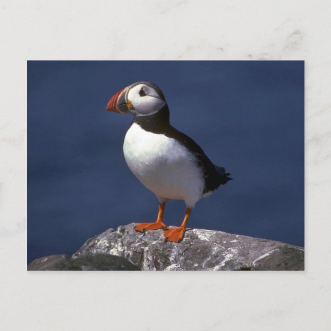 Puffin Vykort (Framsida)