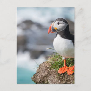 Puffin Vykort