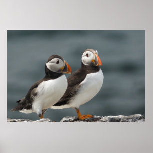 PuffinDuo Poster