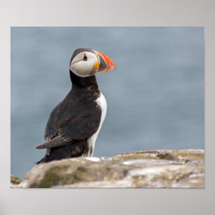 Puffinen fotograferar affischen poster