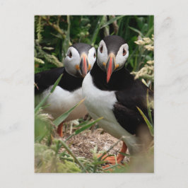 Puffinen kopplar ihop vykort