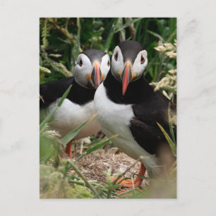 Puffinen kopplar ihop vykort