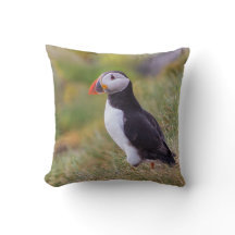 Puffinen kudder