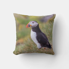 Puffinen kudder kudde