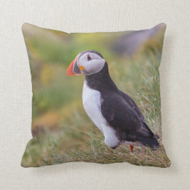 Puffinen kudder kudde