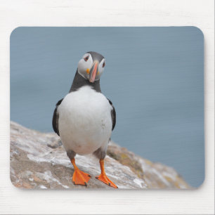 Puffinen poserar musmatta