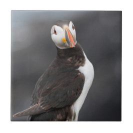 Puffinfågel Kakelplatta