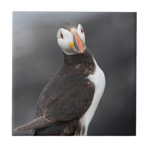 Puffinfågel Kakelplatta