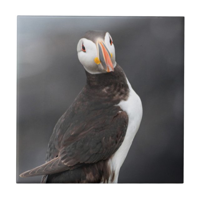 Puffinfågel Kakelplatta (Framsidan)