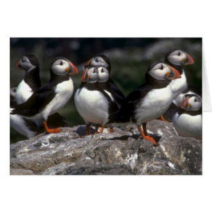 Puffins Fraterculaartica Hälsningskort