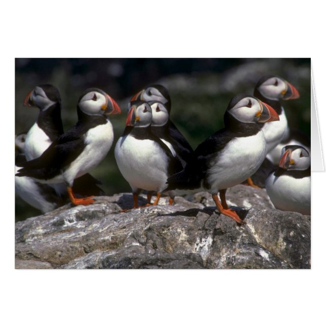 Puffins Fraterculaartica Hälsningskort (Framsidan Horizontal)
