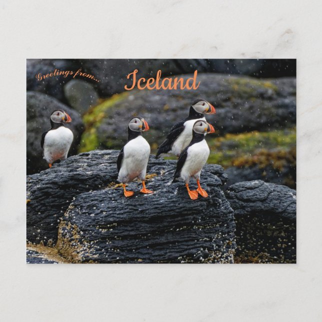 Puffins in the Rain in Iceland Vykort (Framsida)
