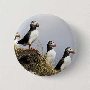 Puffins Knapp