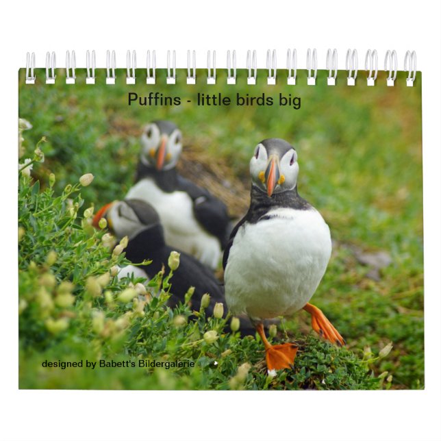 Puffins - little birds big kalender (Omslag)