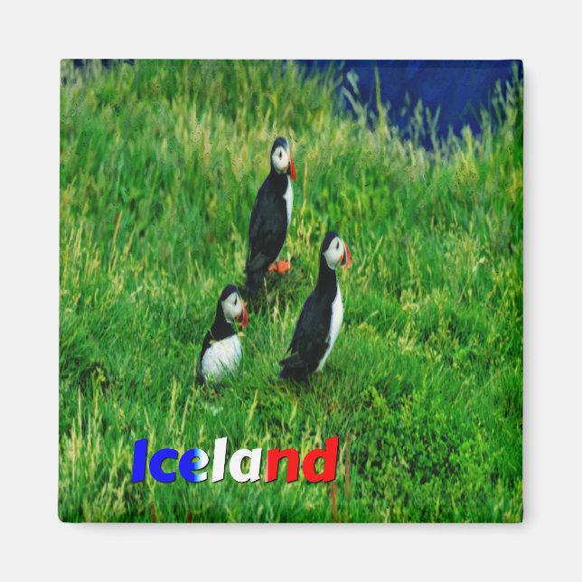 Puffins Magnet (Framsidan)