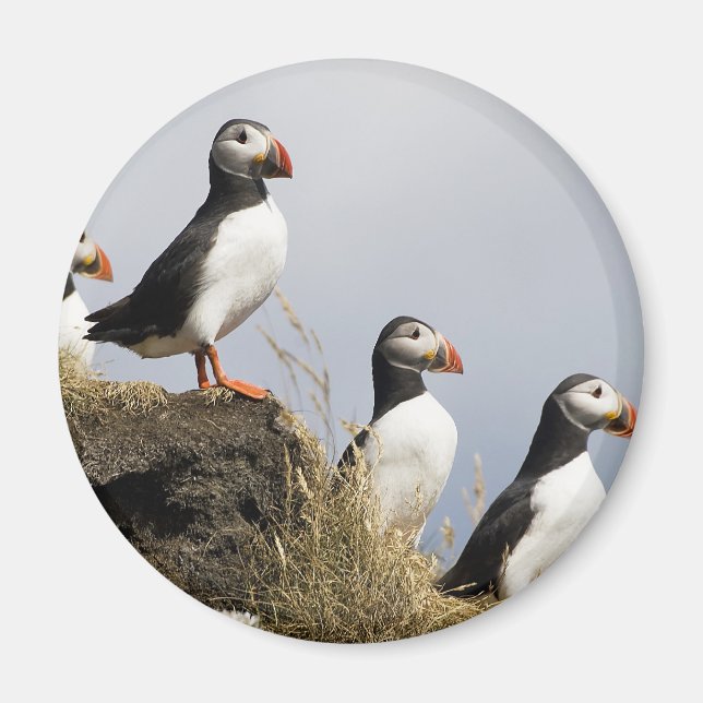 Puffins Magnet (Framsidan)