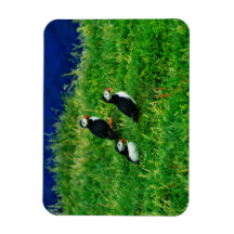 Puffins