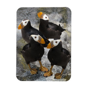 Puffins… Magnet