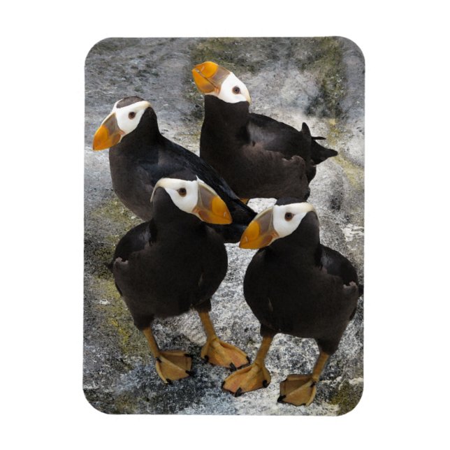 Puffins... Magnet (Vertikal)