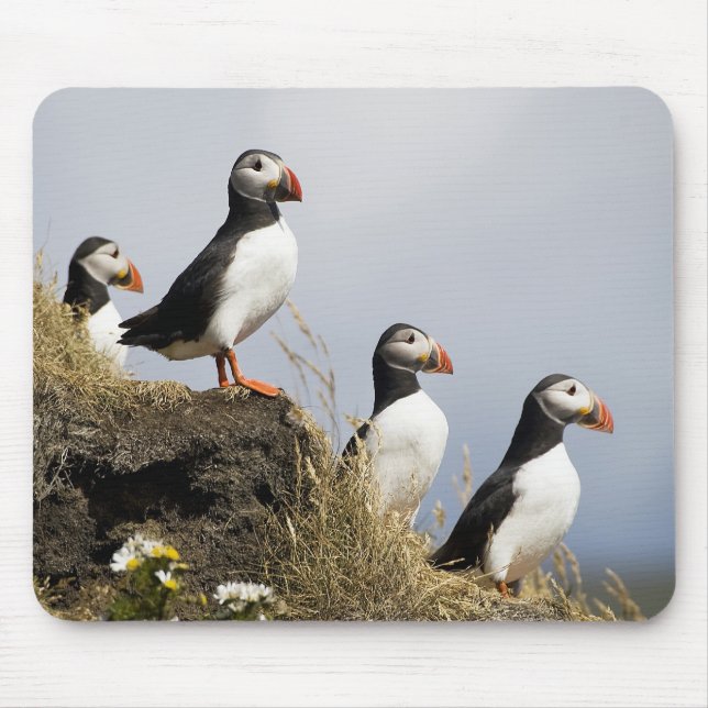 Puffins Musmatta (Framsidan)