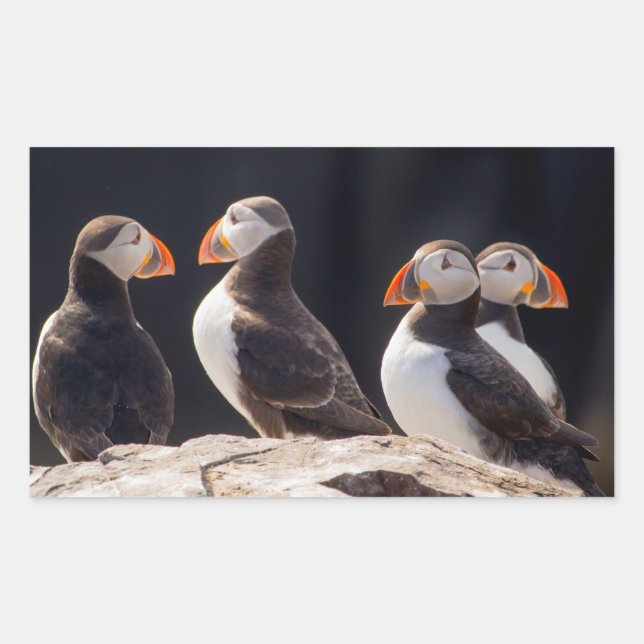 Puffins Rektangulärt Klistermärke (Framsida)