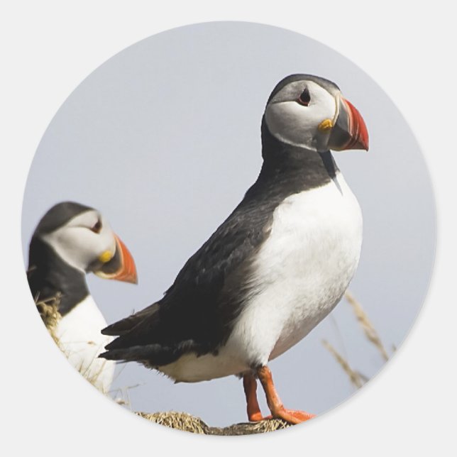 Puffins Runt Klistermärke (Framsida)